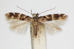 Phyllonorycter agilella