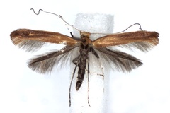 Caloptilia rufipennella