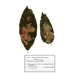 /filer/webapps/moths_gc/media/images/K/kuranda_Liocrobyla_HT_host-plant_ANIC.jpg