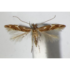 /filer/webapps/moths_gc/media/images/B/brunnea_Phyllonorycter_PT_ZSM.jpg