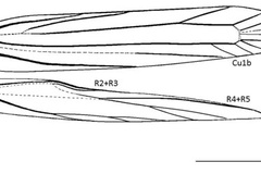 Mercantouria neli