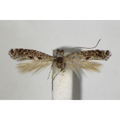 /filer/webapps/moths_gc/media/images/A/acuta_Parornix_PT_ZSM.jpg