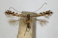Micrurapteryx gradatella