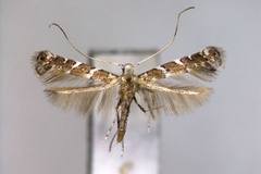 Spulerina dissotoma
