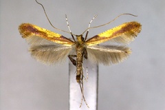 Caloptilia sapporella