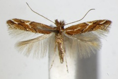 Phyllonorycter brunnea