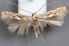 Phyllonorycter troodi