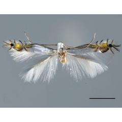 /filer/webapps/moths_gc/media/images/I/indistincta_Phyllocnistis_PT_OPU_3.jpg