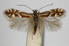 Phyllonorycter oxyacanthae