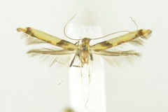 Caloptilia rjabovi