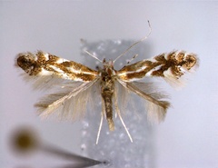 /filer/webapps/moths_gc/media/images/S/salictella_Phyllonorycter_A_3_EIHU.jpg