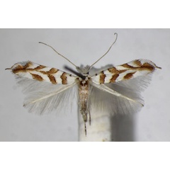 /filer/webapps/moths_gc/media/images/K/kuhlweiniella_saportella_Phyllonorycter_A_ZSM_2.jpg