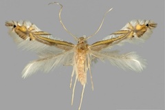 Phyllocnistis drimiphaga