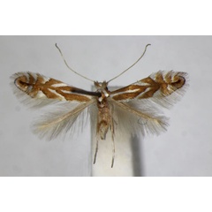 /filer/webapps/moths_gc/media/images/E/esperella_quinnata_Phyllonorycter_A_ZSM.jpg