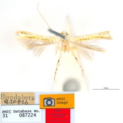 /filer/webapps/moths_gc/media/images/M/maculosa_Cuphodes_PLT6_31-087224_ANIC.jpg