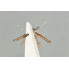 /filer/webapps/moths_gc/media/images/T/tristaniae_Acrocercops_ST_ANIC31-087280_ventral.jpg