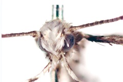 Acrocercops gossypii