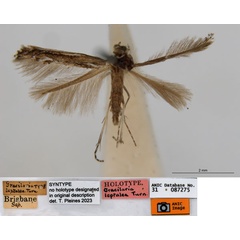 /filer/webapps/moths_gc/media/images/L/leptalea_Acrocercops_ST2_ANIC.jpg