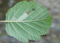 /filer/webapps/moths_gc/media/images/S/strigulatella_Phyllonorycter_mine_Kirichenko-et-al_2019_37.jpg