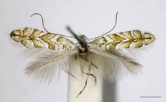 /filer/webapps/moths_gc/media/images/C/cistifoliella_Triberta_NT_ZSM_LR.jpg
