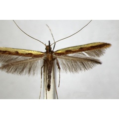 /filer/webapps/moths_gc/media/images/S/staintoni_Caloptilia_A_ZSM_2.jpg