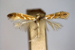 Cameraria saccharella