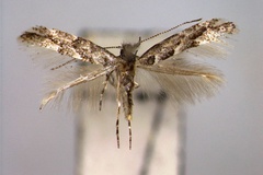 Phyllonorycter ulmi