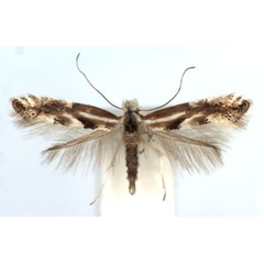 /filer/webapps/moths_gc/media/images/J/juncei_Phyllonorycter_A_WJDP.jpg