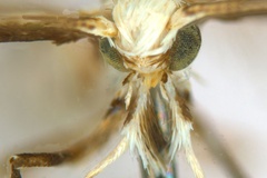 Diphtheroptila breynella