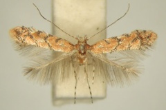 Phyllonorycter melanosparta
