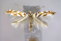 Phyllonorycter kuhlweiniella