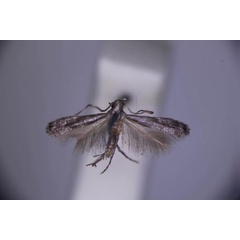 /filer/webapps/moths_gc/media/images/N/nystalea_Cryptologa_ST_BMNH(E)-1054804.jpg