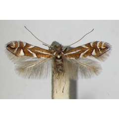 /filer/webapps/moths_gc/media/images/C/cerasicolella_Phyllonorycter_A_ZSM_2.jpg