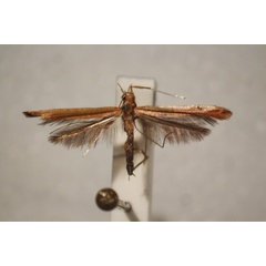 /filer/webapps/moths_gc/media/images/E/eolampis_Caloptilia_ST_BMNH-(E)-1410658_BMNH.jpg