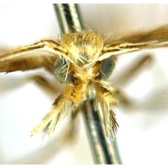 /filer/webapps/moths_gc/media/images/G/glochidia_Diphtheroptila_PT14_head1_ANIC.jpg