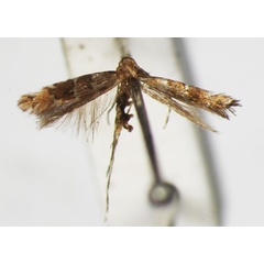 /filer/webapps/moths_gc/media/images/I/iriphanes_Phyllonorycter_ST_1477227_BMNH.jpg