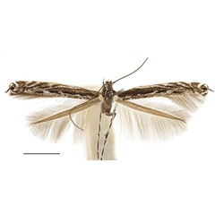 /filer/webapps/moths_gc/media/images/O/occulta_albicostella_Micrurapteryx_HT_ANSP.jpg