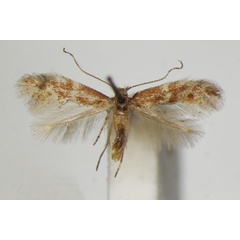 /filer/webapps/moths_gc/media/images/F/foliolosi_Phyllonorycter_A_ZSM.jpg