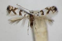 Phyllonorycter acerifoliella