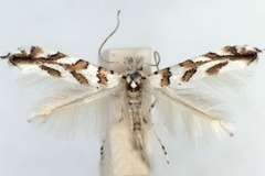 Phyllonorycter kuhlweiniella