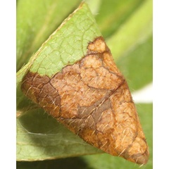/filer/webapps/moths_gc/media/images/A/azaleella_Caloptilia_mine2_Eiseman_2025_1842.jpg