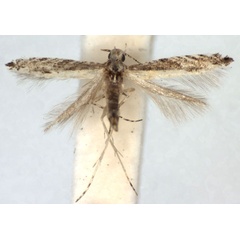 /filer/webapps/moths_gc/media/images/E/eximipalpella_Polymitia_A_WJDP.jpg