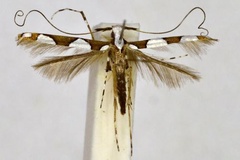 Acrocercops patellata
