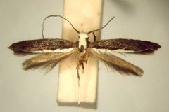 Pareclectis hobohmi