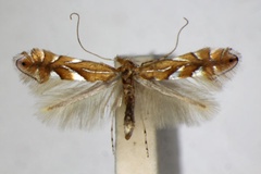 Phyllonorycter belotella