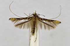 Conopomorpha cramerella