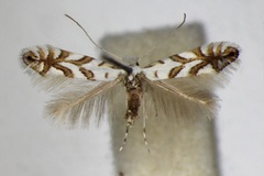 Phyllonorycter geniculella
