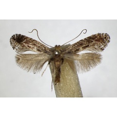 /filer/webapps/moths_gc/media/images/T/torquillella_Parornix_A_ZSM.jpg