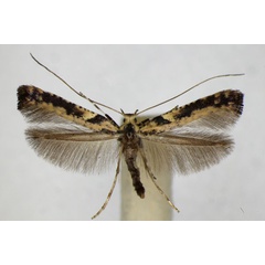 /filer/webapps/moths_gc/media/images/S/semifascia_Caloptilia_A_ZSM_2.jpg