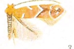 Cameraria bethunella